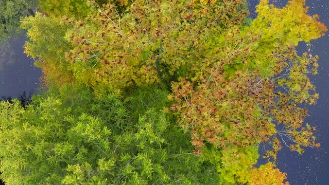 View from the top of trees of different species with very beautiful colors of yellow shades. Flight right on the copter through the park with a pond and trees in autumn.