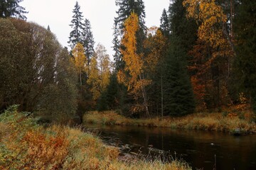 autumn in the forest