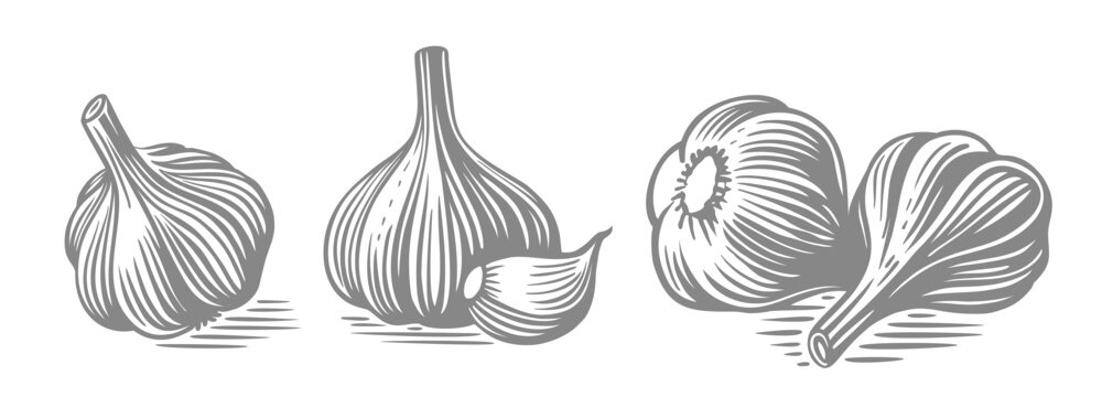 Garlic hand drawn. Drawings engrave sketch.