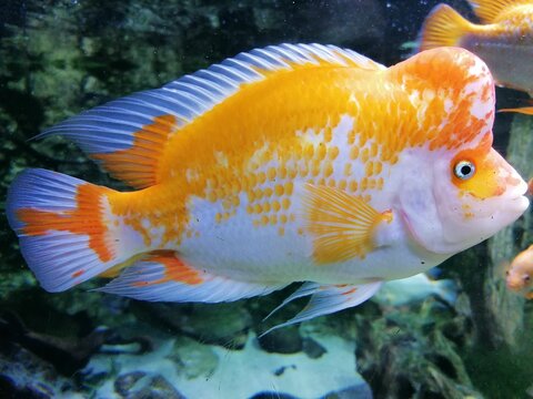 Closeup shot of an orange white spotted cichlid fish underwater