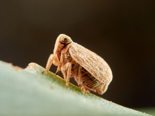 Issid Planthoppers insect. Family Issidae.      