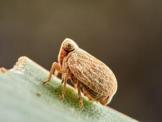 Issid Planthoppers insect. Family Issidae.      