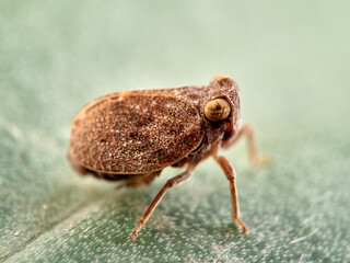 Issid Planthoppers insect. Family Issidae.      