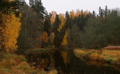 Fototapeta premium autumn in the forest