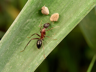 Issid Planthoppers insect. Family Issidae.      