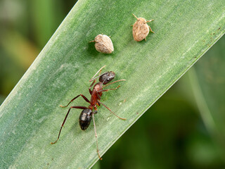 Issid Planthoppers insect. Family Issidae.      
