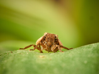 Issid Planthoppers insect. Family Issidae.      