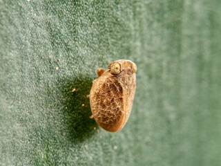 Issid Planthoppers insect. Family Issidae.      