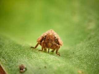 Issid Planthoppers insect. Family Issidae.      