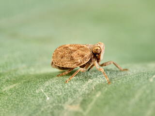 Issid Planthoppers insect. Family Issidae.      