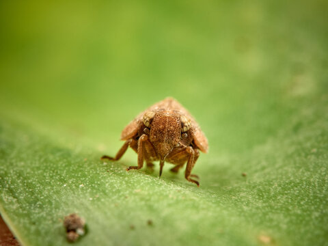 Issid Planthoppers Insect. Family Issidae.      