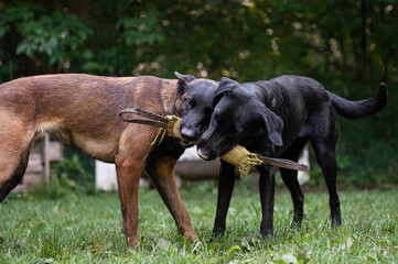 Two purebred dogs, black labrador retriever and belgian malinois shepherd, holding and tugging for...