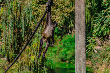 a small monkey hanging on a rope	
