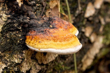 Chaga mushroom or birch fungus growing on bark of birch tree trunk close up