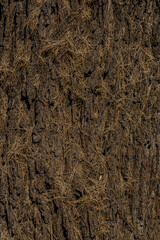 texture of the bark close up