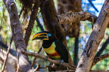 
toucan on a tree branch