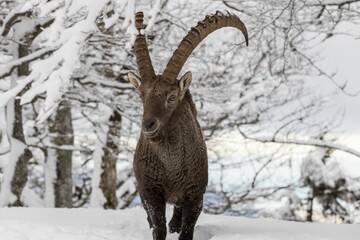 Beautiful shot of Ibex walking in the snow
