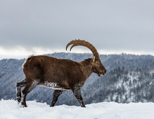 Beautiful shot of Ibex walking in the snow