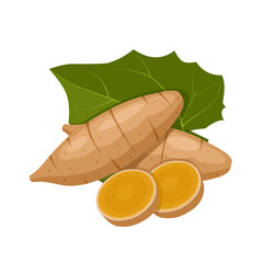 Vector illustration, Yakon root or Smallanthus sonchifolius, with green leaves, isolated on white background.