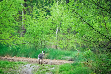 Mieszkańcem  naszych pól jest coraz rzadszy zajć szarak Zając szarak (Lepus) w wiosennej scenerii pól © JDziedzic