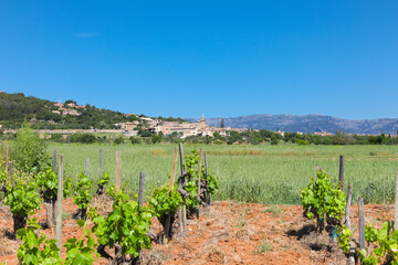 Vi&ntilde;edo en Mallorca, con el pueblo de Santa Eugenia al fondo. Peque&ntilde;a plantaci&oacute;n de vid para la elaboraci&oacute;n de vino en la isla de Mallorca. Islas baleares, Espa&ntilde;a.