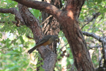 brown bird