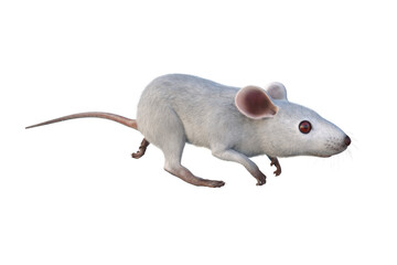 Small white mouse 3D illustration isolated on transparent background.
