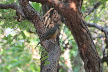 brown bird on tree