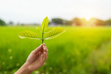 Hands of the farmer are planting the seedlings into the soil