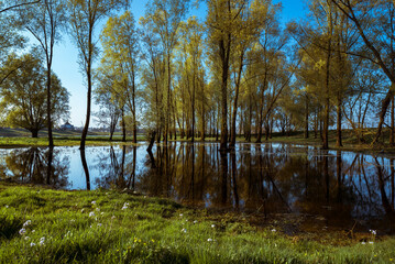 Fototapeta na wymiar Pond, trees and grass with reflection in water on lower rhine river