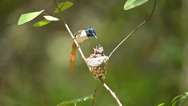 Asian Bird of paradise male  feeding his chicks