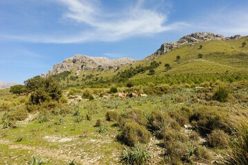 Fototapeta na wymiar Montañas de la Serra de Tramuntana de Mallorca con un rebaño de ovejas pastando. Islas Baleares, españa.