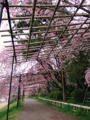 京都　半木の道の桜