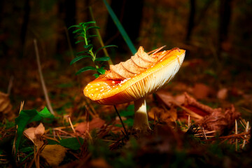 fly agaric