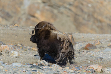 Muskox (Ovibos moschatus) in Greenland tundra