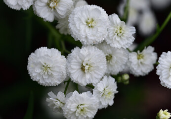 Small white flowers