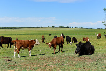 Fototapeta na wymiar Cattle raising with natural pastures in Pampas countryside, La Pampa Province,Patagonia, Argentina.