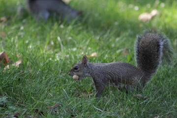 squirrel eating nut