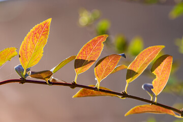 Red purple leaf plum leaves in autumn