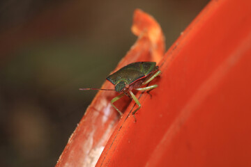 Halyomorpha Halys insect macro photo