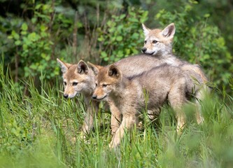 Group of Coyote Puppies, Canis latrans venturing forth on a grass