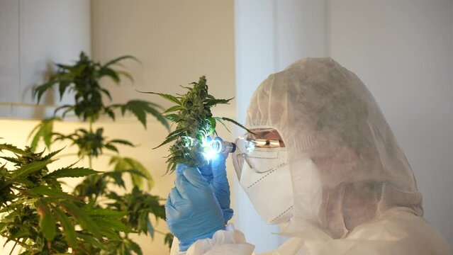 Scientist examining and studying a bud of cannabis plant in an indoor laboratory. Innovation and investigation of the benefits of medicinal cannabis cbd marihuana 4K.