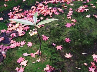 京都　大徳寺高桐院の散り紅葉と万両