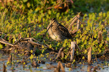 Bécassine des marais,.Gallinago gallinago, Common Snipe
