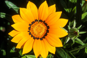 Gazania, gazania splendens