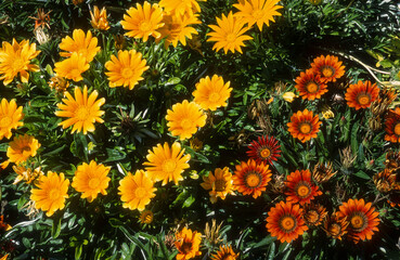 Gazania, gazania splendens