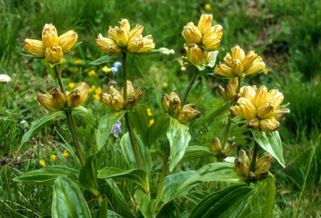 Gentiane jaune, Gentiana lutea