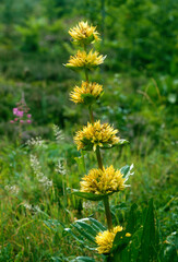 Gentiane jaune, Gentiana lutea