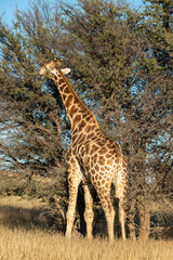 Girafe, Giraffa Camelopardalis, Parc national Kruger, Afrique du Sud