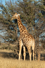 Girafe, Giraffa Camelopardalis, Parc national Kruger, Afrique du Sud